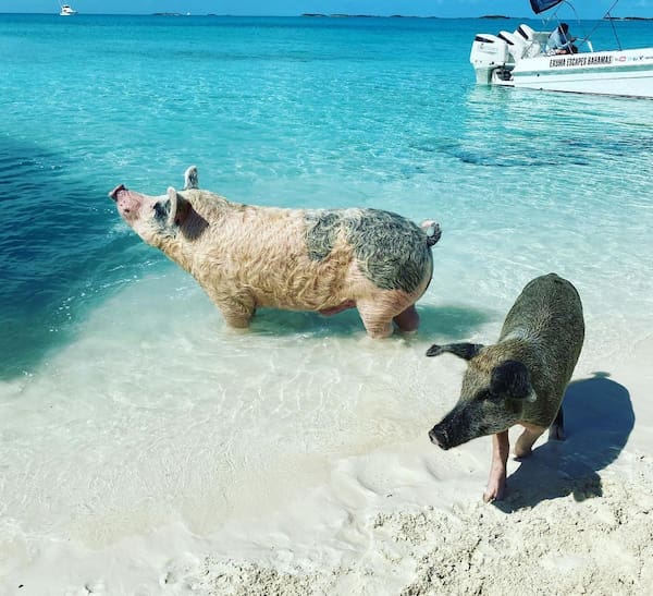 Porcos das Bahamas