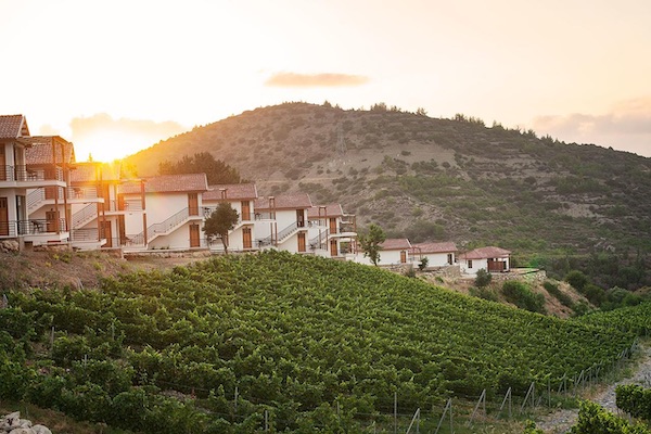 Gillham Vineyard Chipre