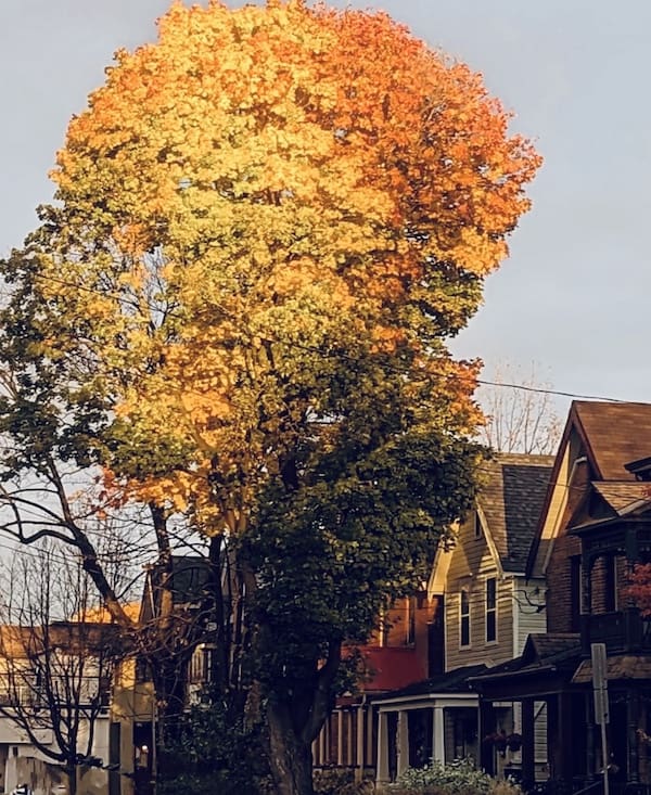 O Glebe Ottawa